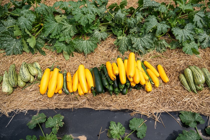 Miejska Farma Wrocławia